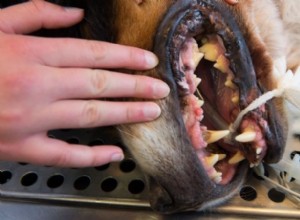 Importância da higiene bucal diária em animais de estimação