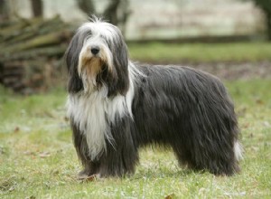 As dez principais raças de cães barbudos