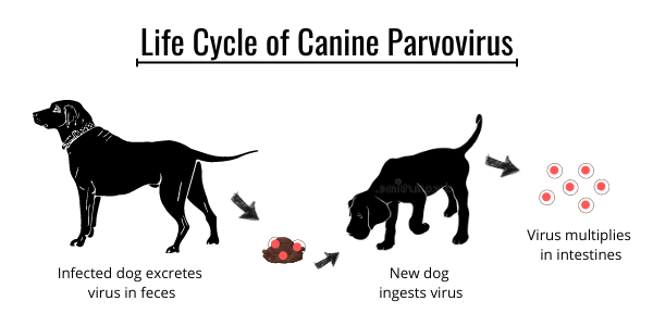 Tout sur le virus du parvovirus canin