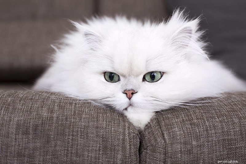 가장 친근한 고양이 품종 10가지