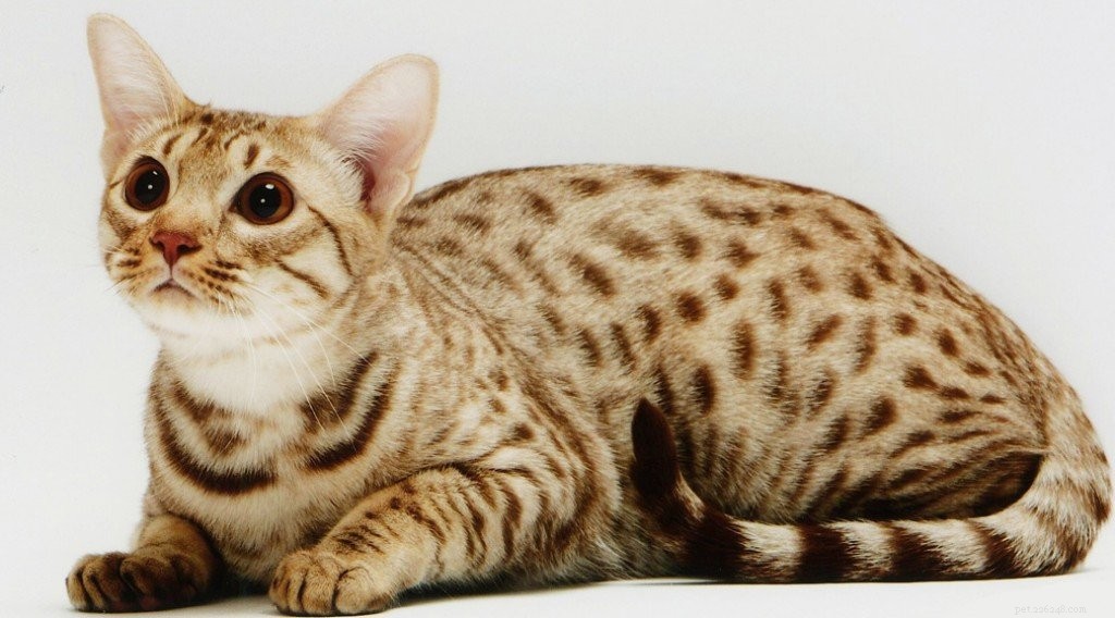 Десять самых дружелюбных пород кошек