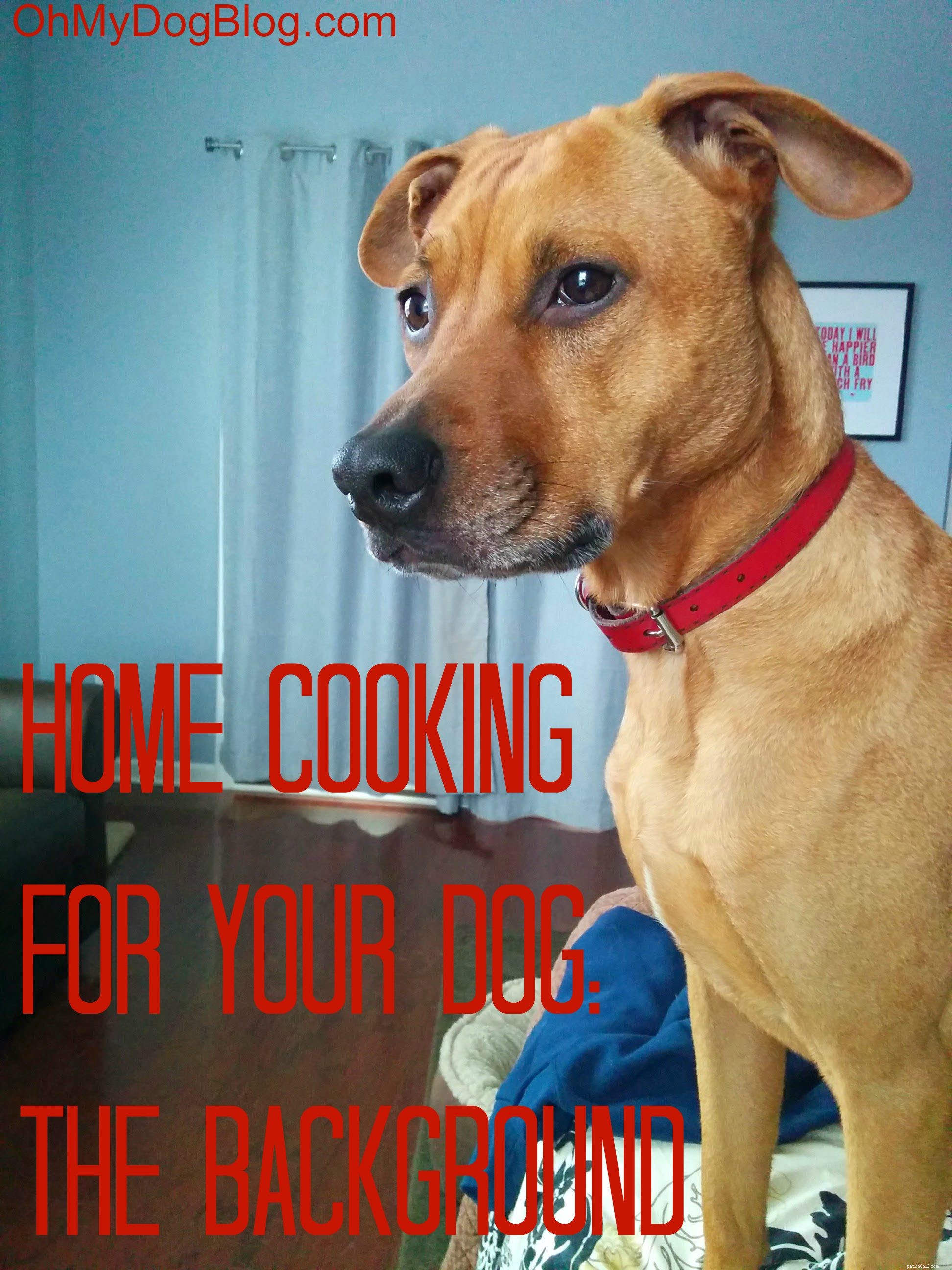Naše další dobrodružství:Domácí vaření pro Coopera