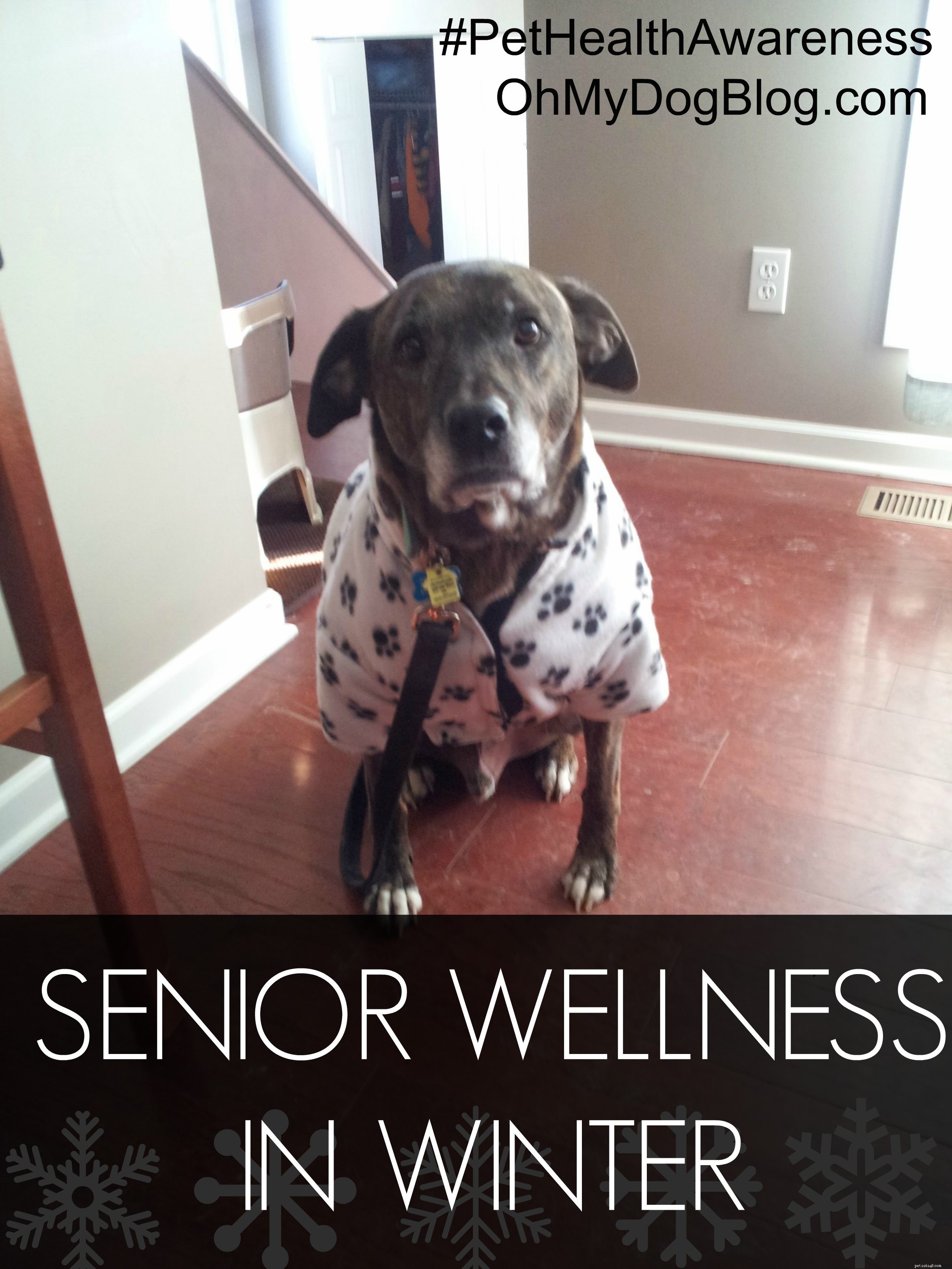 Seniorhundar i vinterväder #PetHealthAwareness