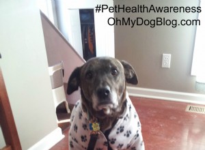 Bien-être des chiens seniors en hiver #PetHealthAwareness