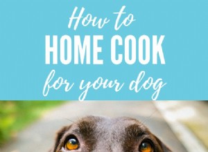 Cuisine maison pour votre chien :FAQ