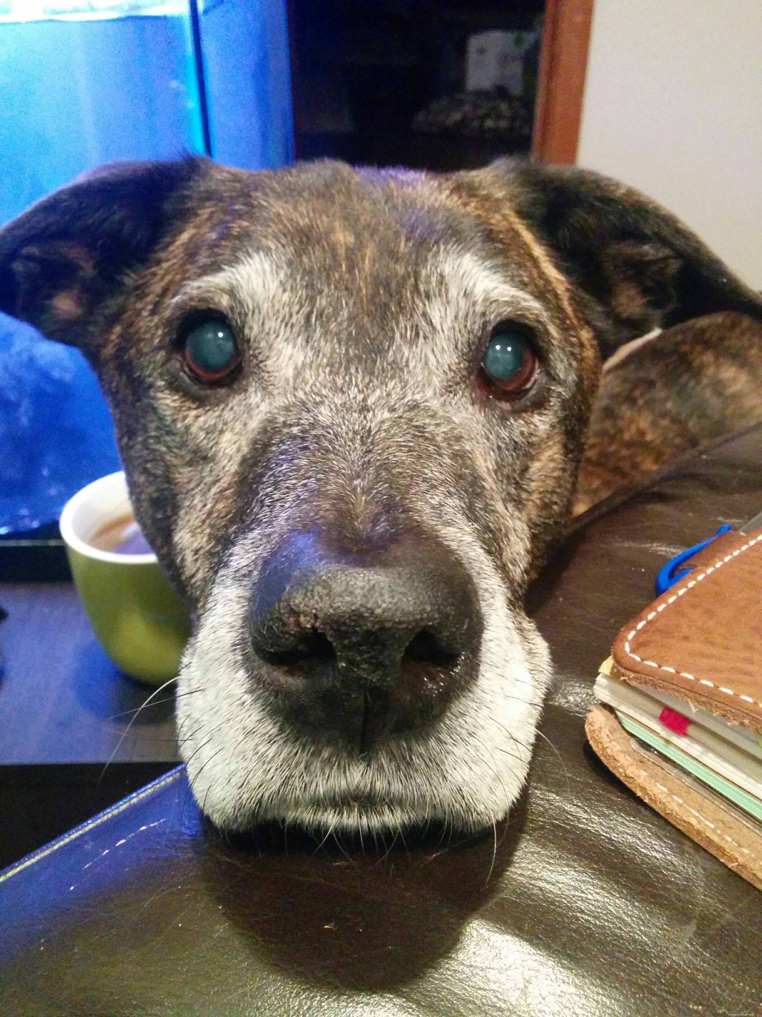 Купер, слышащая ушная собака