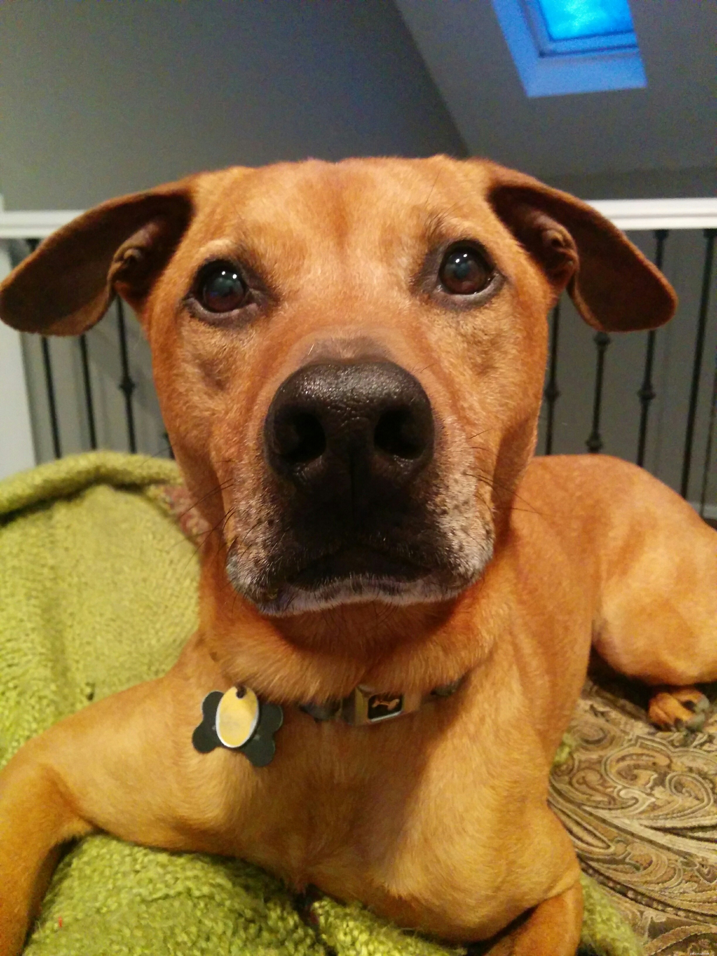 Cooper, slyšící ušní pes