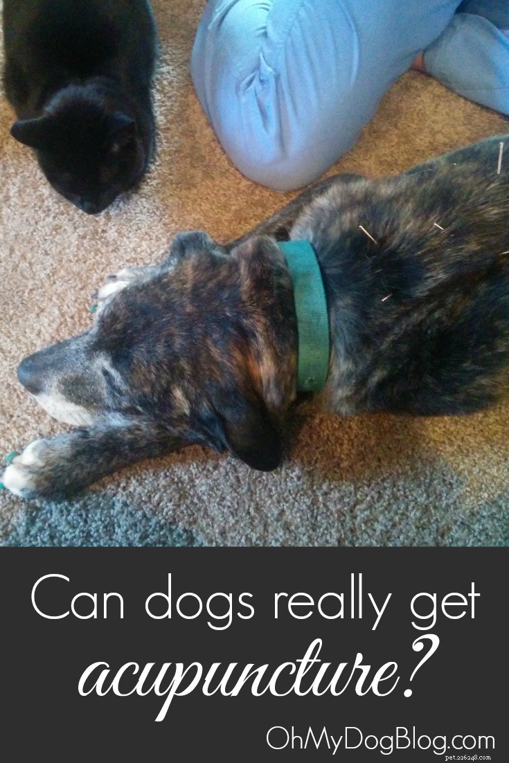 강아지에게 침술이 도움이 됩니까? 예, 그들은 할 수 있습니다!