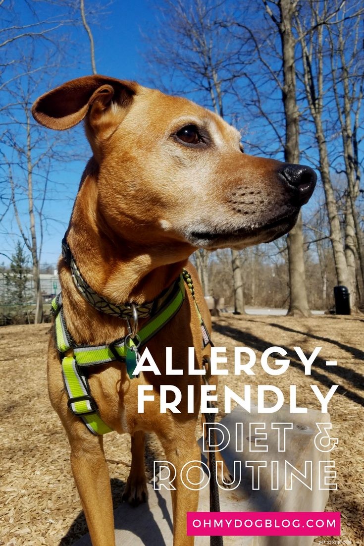 Cooper’s Allergy-Friendly Diet、Routine、and IHT Update