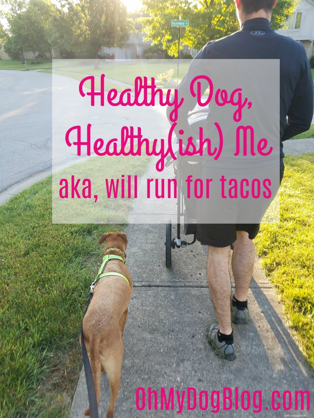 Cão saudável, saudável(ish) Eu:Já mencionei que ODEIO correr? (Título alternativo:Will Run for Tacos)