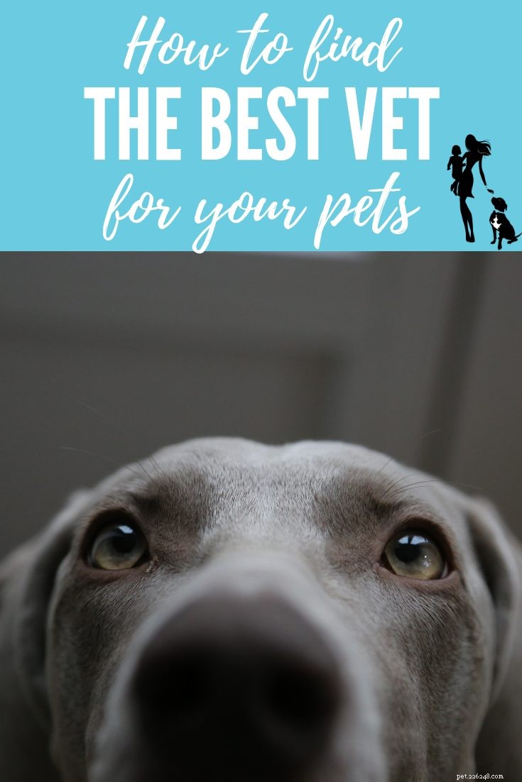 Trouver un vétérinaire :comment choisir le vétérinaire idéal pour votre famille