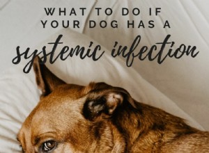Můj pes má systémovou infekci. Co teď?!?