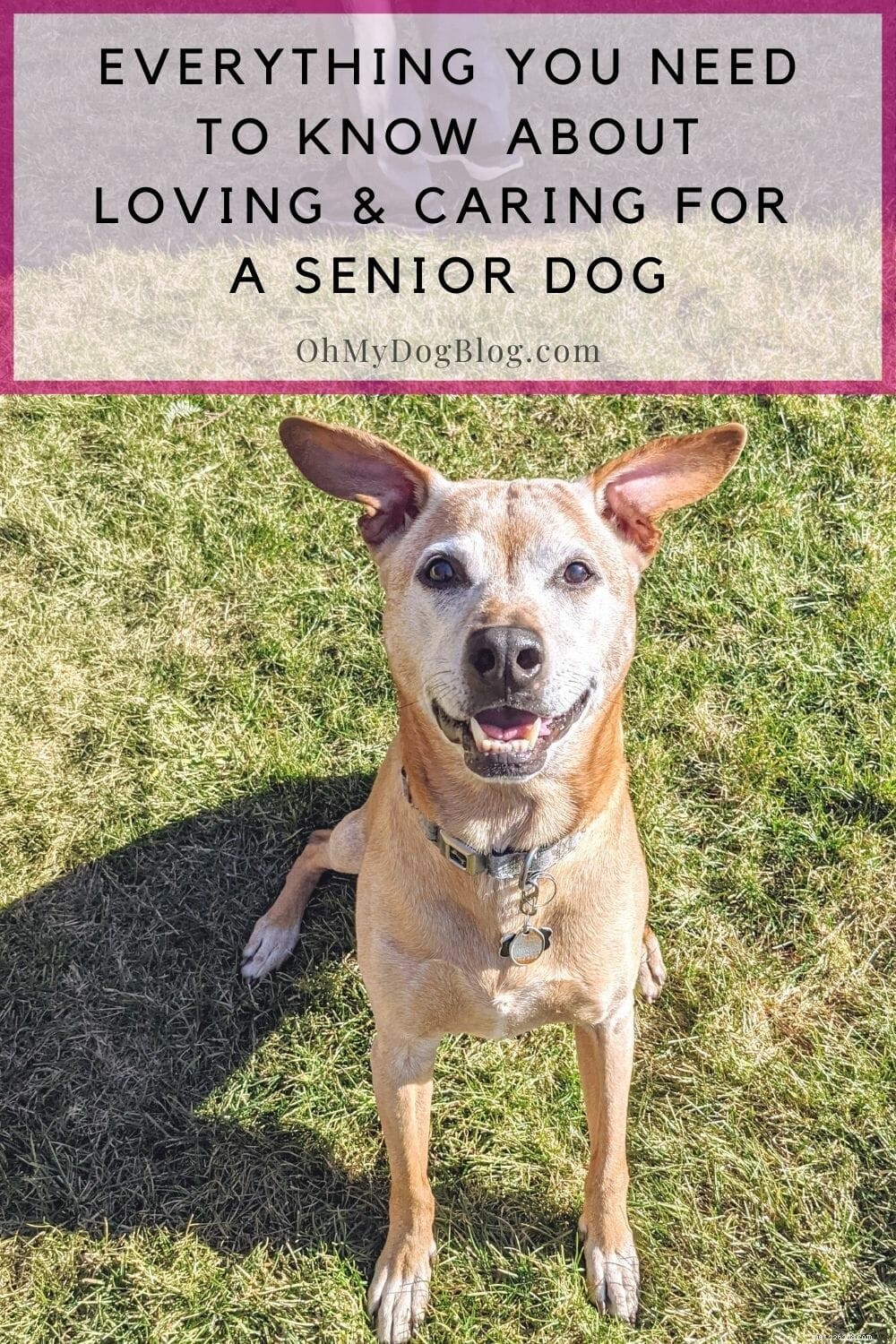 Vše, co potřebujete vědět o lásce k psímu seniorovi