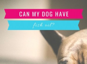 Les chiens peuvent-ils avoir de l huile de poisson? 