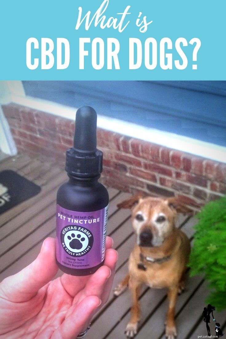 CBD-olie voor honden:de hype waard?