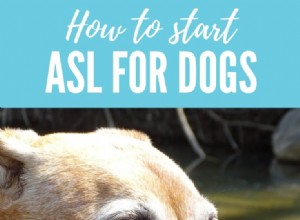 ASL voor honden:onze reis naar gebarentaal beginnen