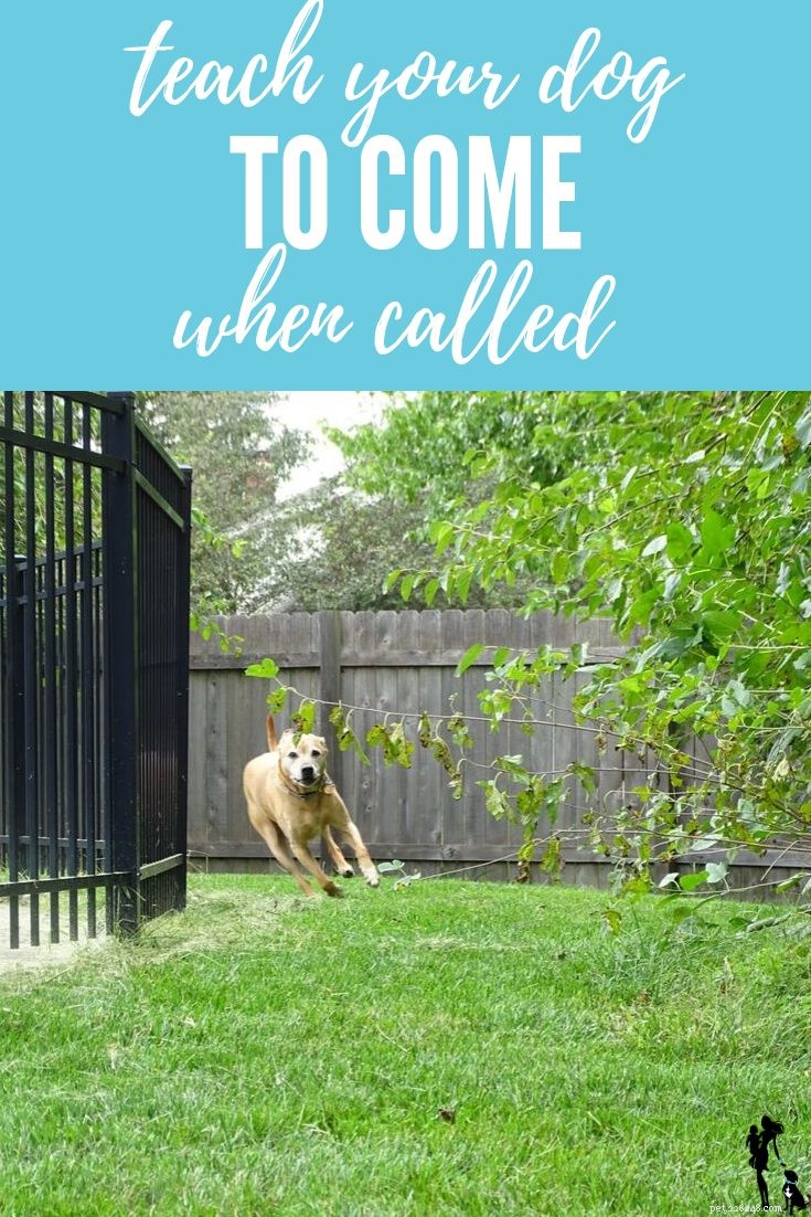 Leer uw hond te komen wanneer hij wordt geroepen
