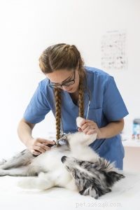 애완동물의 건강:주의해야 할 8가지