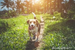 De gezondheid van uw huisdier:8 dingen om op te letten