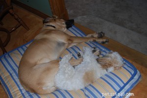 Resumo do blog sobre cachorros e uma pequena preparação do CGC