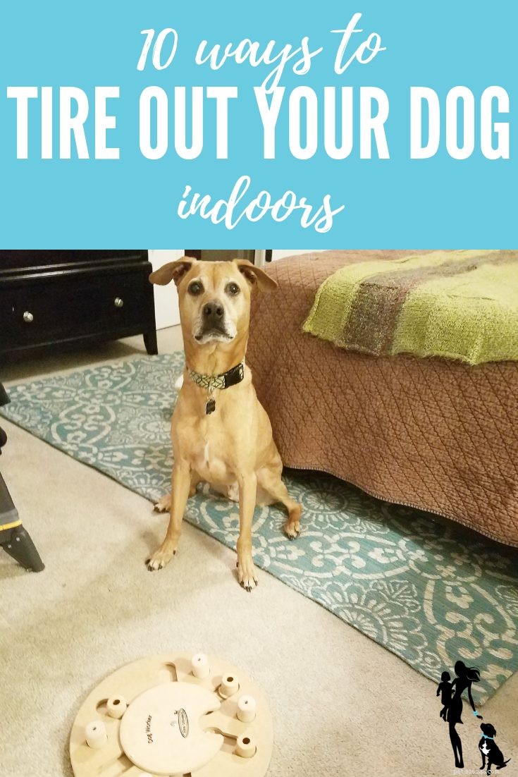 10 способов утомить собаку… в помещении!