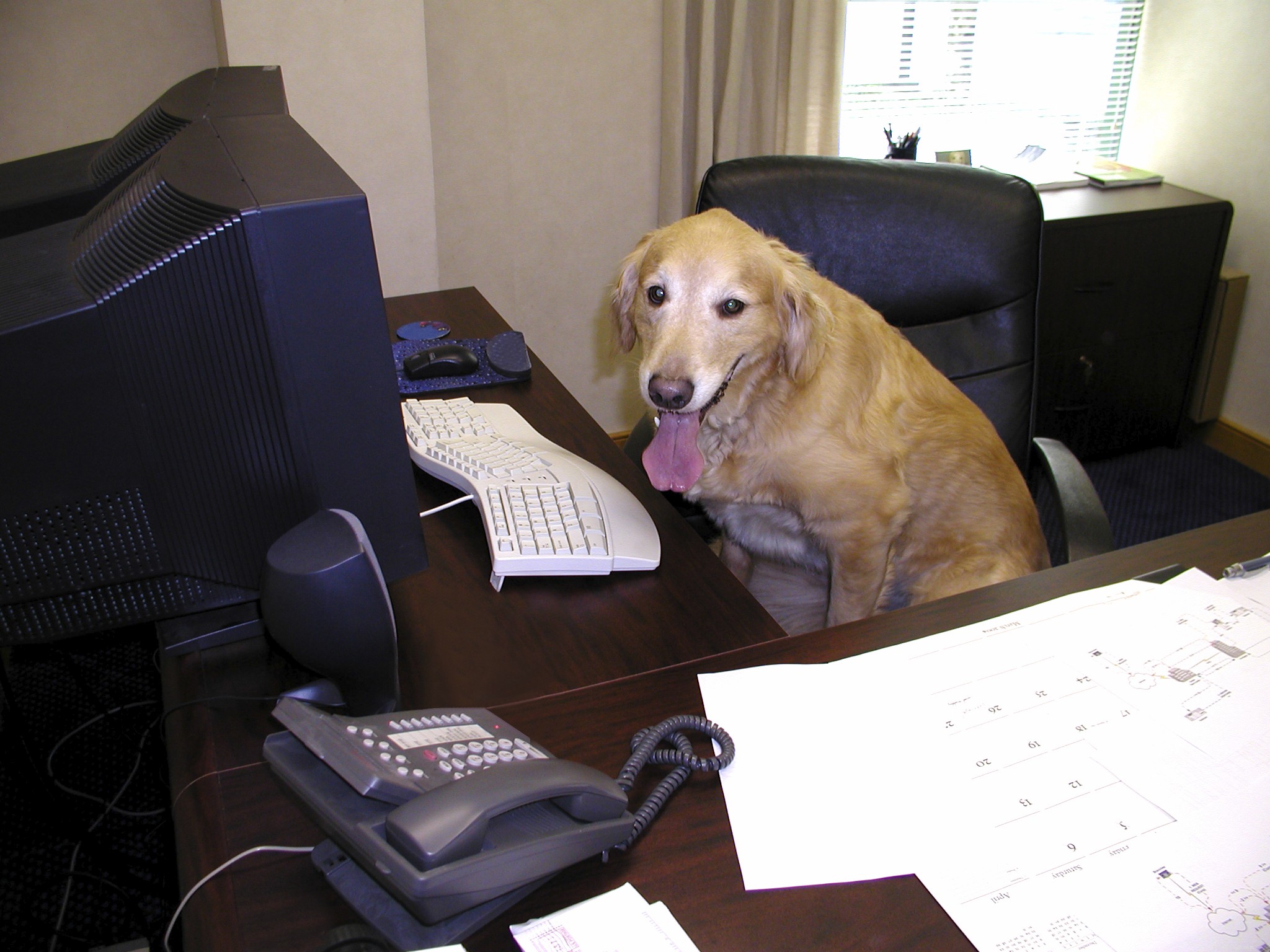 Gästinlägg:The Dos and Don ts of Bringing Your Dog to Work
