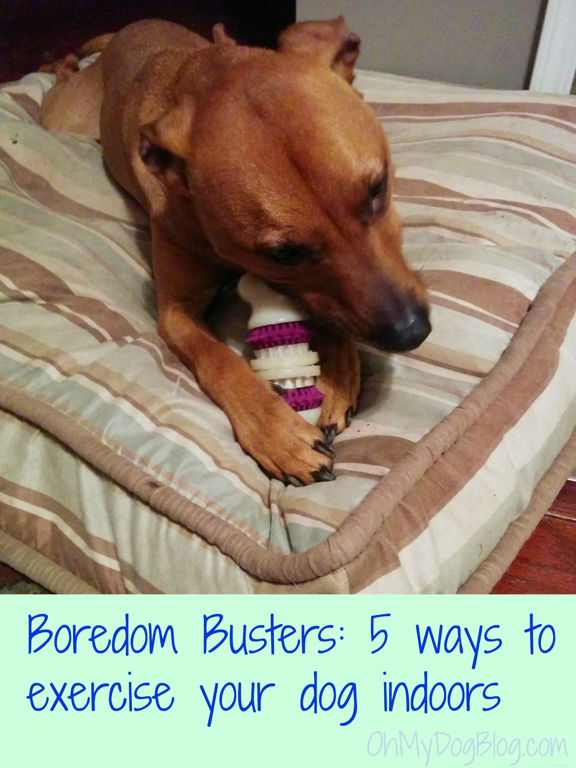 Boredom Busters:5 sätt att träna din hund inomhus