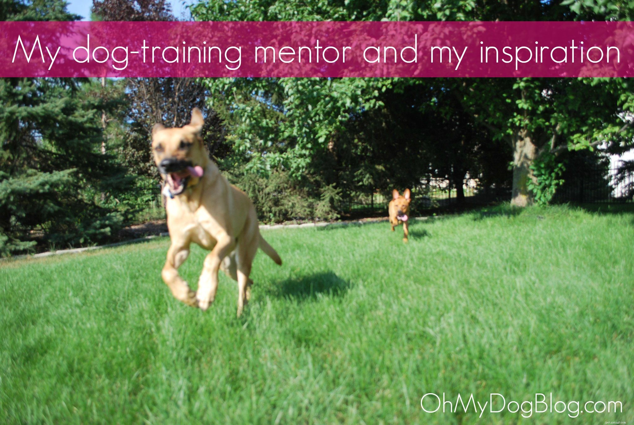 Můj mentor a inspirace pro výcvik psů