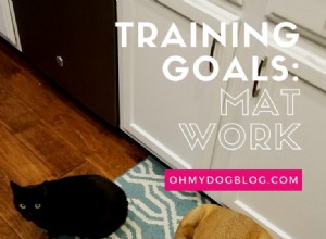 現実的な犬のトレーニング目標の設定：マットワーク 