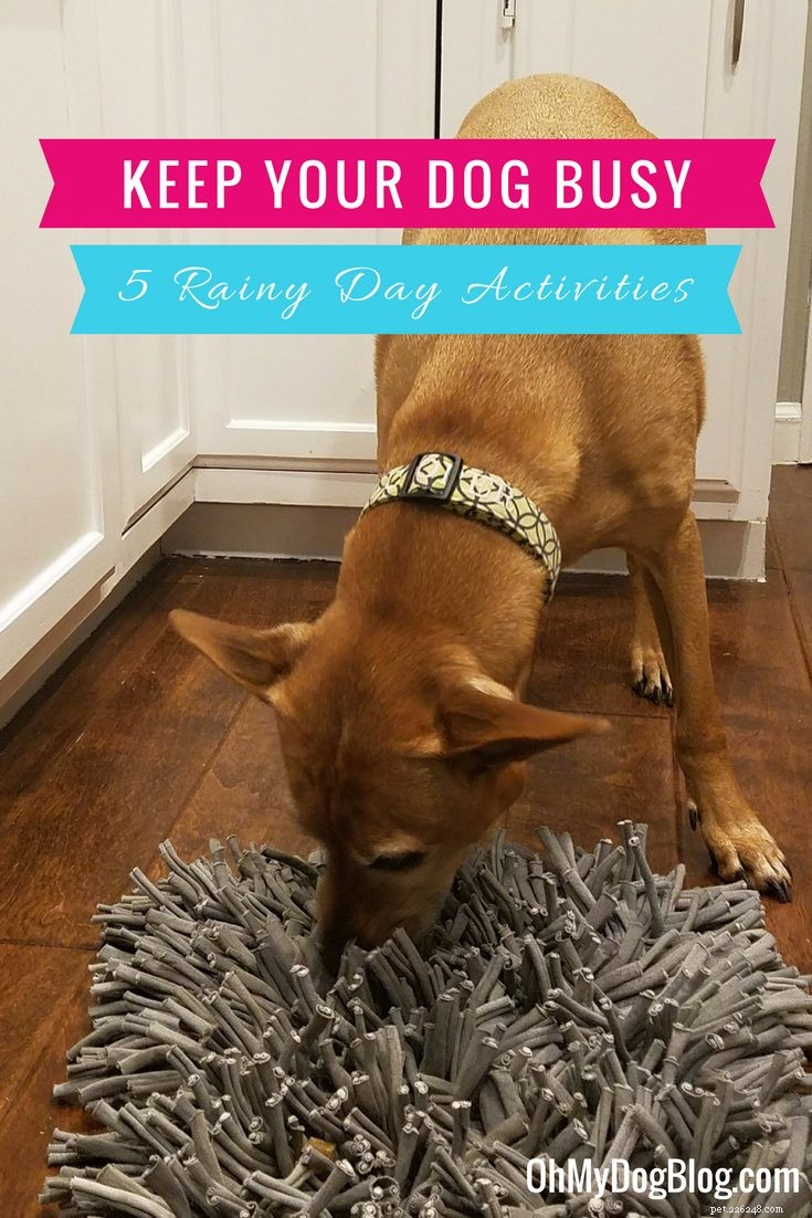 雨の日にあなたの犬を忙しく保つ方法：5つの屋内活動 