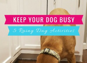 Как занять собаку в дождливый день:5 занятий в помещении