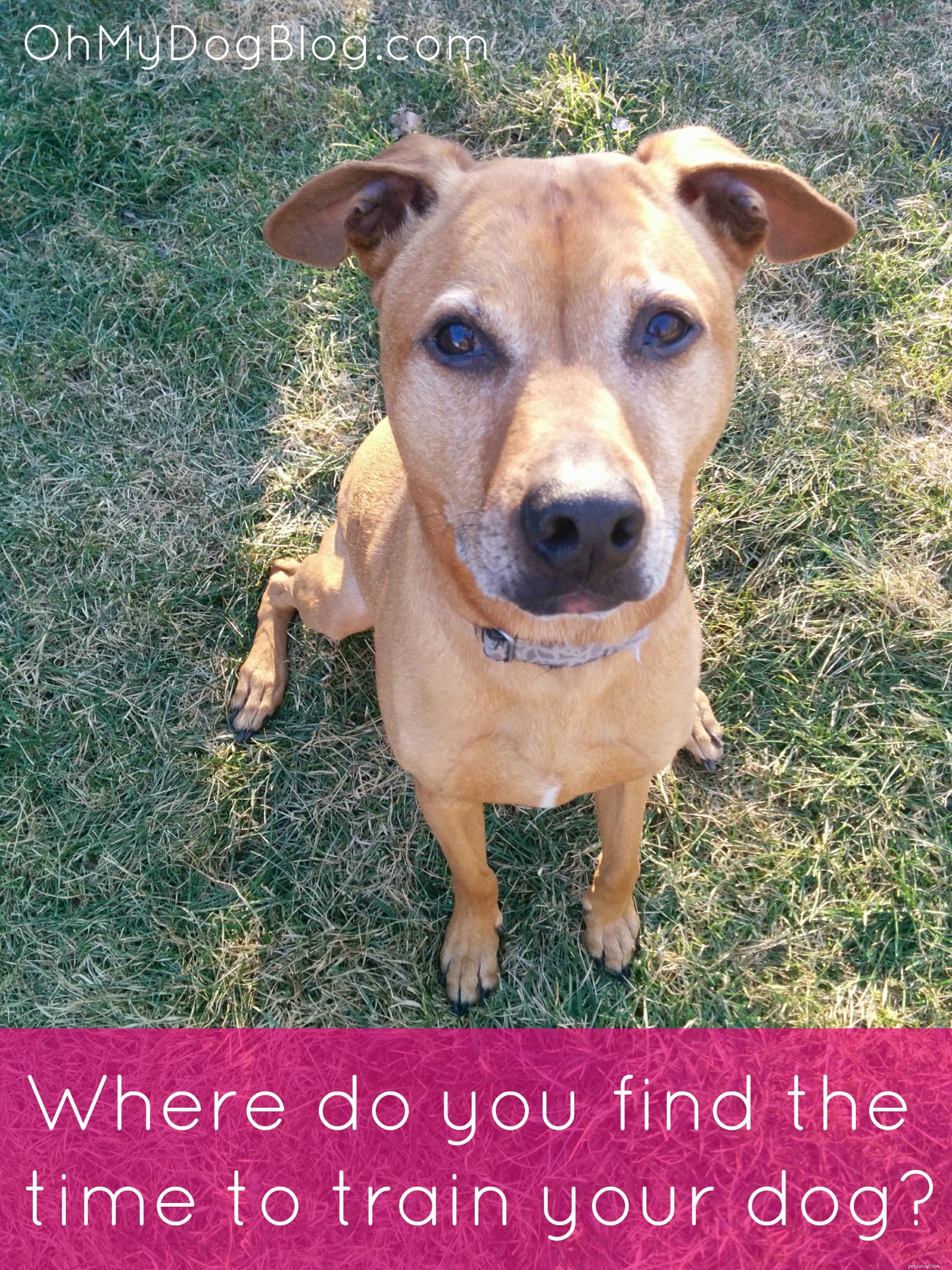 개를 훈련시킬 시간은 어디에서 찾으십니까?