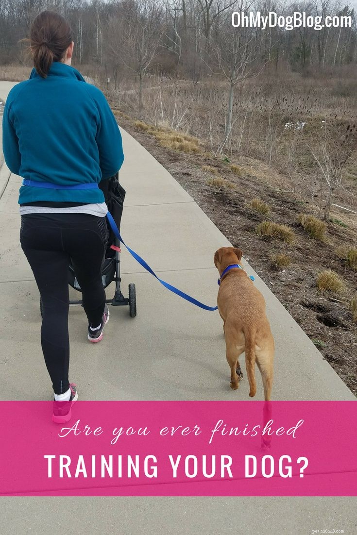 O seu cão já foi “treinado”? Você já terminou o treinamento?