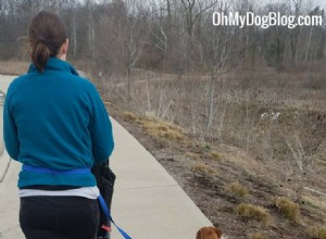 Is uw hond ooit  getraind ? Ben je ooit klaar met trainen?