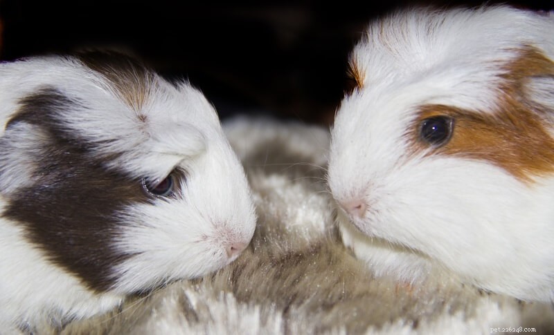 Fluffy, Meet Fluffier:A 4-Step Guide to Introducing Guinea Pigs