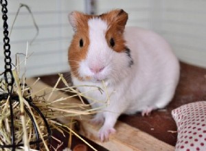 Cansado de tanto cocô? Potty Treine seu porquinho da índia com nosso guia fácil de 10 passos