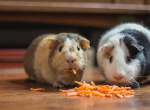 Qual ​​é a melhor comida para cobaias? 5 marcas de pellets de alta qualidade