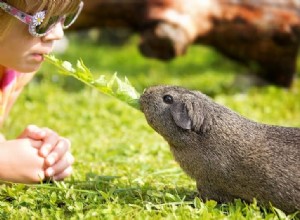 Como alimentar cobaias:um cronograma de alimentação fácil de seguir para um animal de estimação saudável