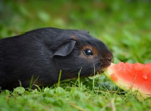 モルモットを幸せにする11の方法：完全に満足しているピギーへのガイド 