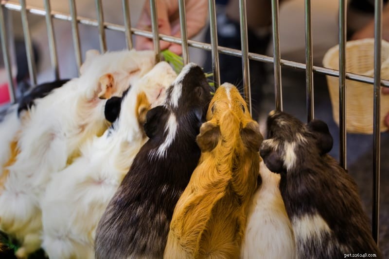 Comportamento de cobaia feliz – 5 sinais de que você tem porquinhos-da-índia alegres