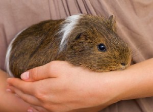 As cobaias podem viver sozinhas? A Verdade Sobre Viver a Vida Solo Cavy