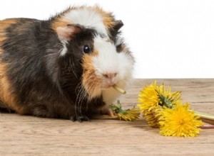 Como manter os porquinhos-da-índia frescos no verão:12 dicas de resfriamento de cavy