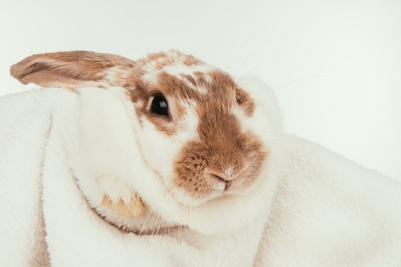 Уход за кроликами:комплексный уход за кроликом