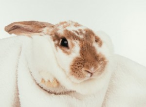 Toilettage de lapin :une routine de toilettage complète pour votre lapin