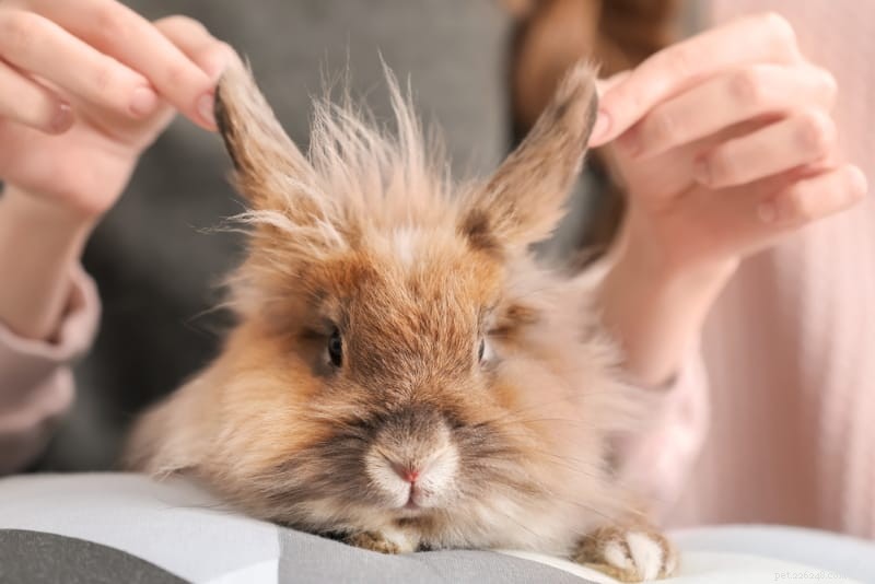 Grooming do coelho:uma rotina completa de grooming para o seu coelho