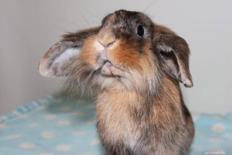 Toelettatura dei conigli:una routine completa per la toelettatura del tuo coniglio