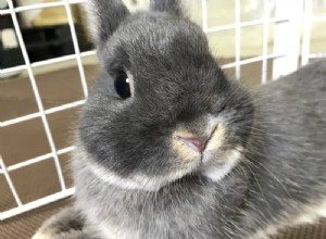 8 signes d un lapin déprimé :apprenez à repérer les symptômes rapidement