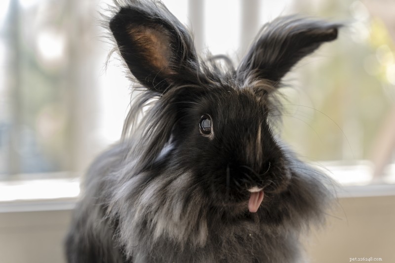 8 příznaků depresivního králíka:Naučte se, jak včas rozpoznat příznaky