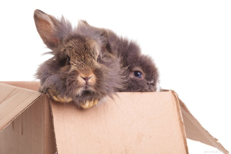 Di cosa hanno bisogno i conigli nella loro gabbia? 10 oggetti coniglietti essenziali e non essenziali