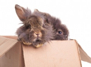 De quoi les lapins ont besoin dans leur cage ? 10 articles de lapin essentiels et non essentiels